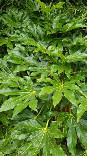 Fatsia japonica/Aralie du Japon/Conteneur de 3 à 4 litres