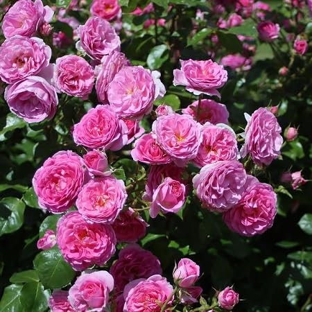 Climbing Rose Flower Seeds 100pcs Pink