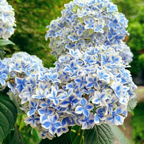 Semillas de hortensias resistentes - al invierno para balcones. para jardín, interior exóticas, 250pcs