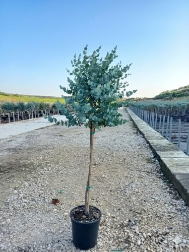 Eukalyptusbaum Stamm, 70-100 cm, Winterharte Pflanze, Eukalyptus für Garten und Innenbereich