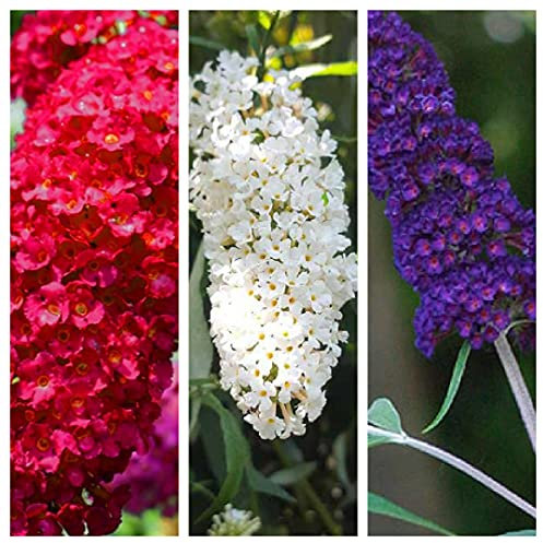 Buddleia Trio - Butterfly Plants x 3 Plants in a Mix of Colours - Buddleja Mix in 9cm Pots