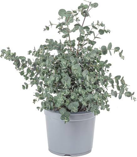 Eucalyptus Natural Árbol Resistente para Exterior de Fácil Cuidado