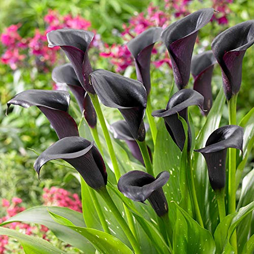 YouGarden Black Calla Lily 'Cantor', Zantedeschia, Set of Three Bulbs, Ready to Plant