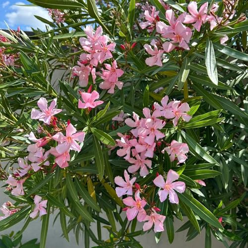 semillas resistentes de adelfa, Variedades antiguas para decoración de verano balcón 45pcs