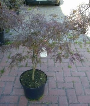 Japanischer Schlitzahorn Acer palmatum Dissectum Garnet 50-60 cm breit 10 L | Winterhart & pflegeleicht – langsam wachsende Zierpflanze mit roten Blättern als Blickfang im Garten