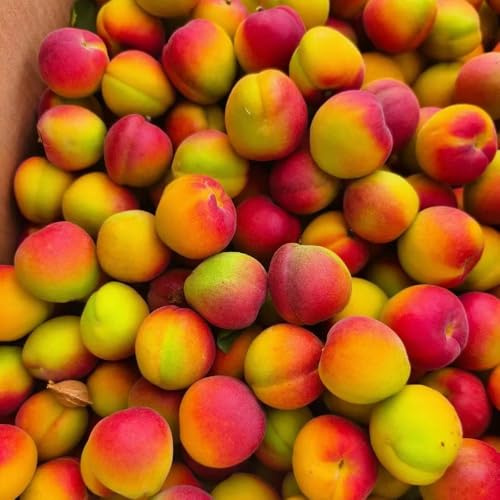 semillas resistentes del albaricoquero - balcones decorativas de jardín interior exóticas 7pcs