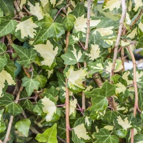 Hedera helix 'Goldheart' 60–100 cm – Winterhart, Immergrün, Pflegeleicht – Gelbbunter Efeu – Kletterpflanze für Pergola & Rankhilfe
