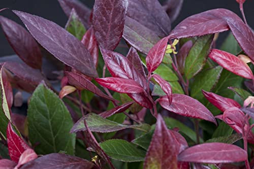 Schattenglöckchen Leucothoe walteri Scarletta 30-40 cm winterhart