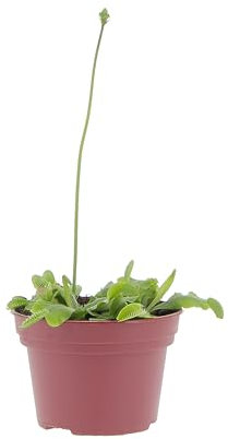 KENTIS - Dionaea Muscipula - Venere Acchiappamosche - Pianta Carnivora Vera Mangia Insetti - Piante Antizanzare da Esterno - Vaso Ø 12 cm