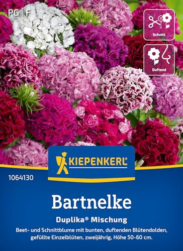 Kiepenkerl Bartnelkensamen Duplika® Mischung 1064130 - Bunte Nelkensamen für farbenfrohe Blumenmischung für Beet & Kübel - Wildblumensamen, Blumenwiese