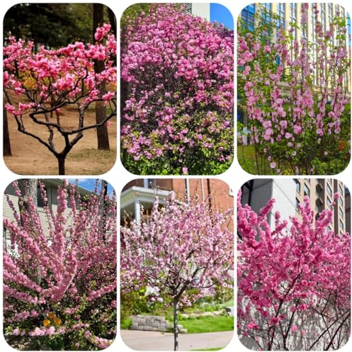 comprar semillas de almendro, jardín de arbustos semillas para invitados para lugares soleados exterior invernaderos balcón variedades 15pcs