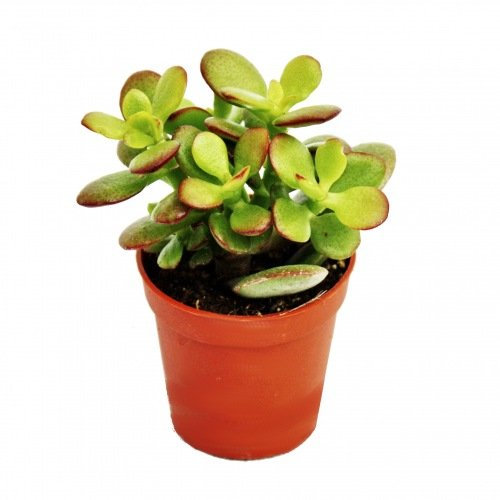 Exotenherz - Crassula portulacea minor - Pfennigbaum - im 8,5cm Topf