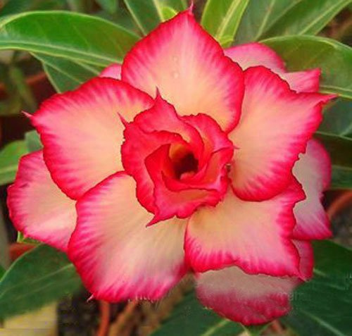 20 semi freschi Adenium Obesum Desert Rose Raro www GIALLO-SUNRISE us-