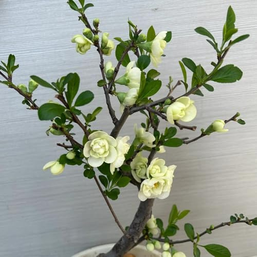 semillas de begonia colgando de jardín de rocas resistentes, decorativas, para balcón, perennes, decoración 35pcs