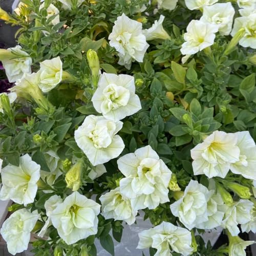 Semillas de petunias colgantes - jardín perennes y resistentes que cubren el suelo orgánicas, variedades tradicionales 450pcs