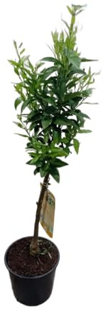 Citrus Reticulata o Mandarino en Maceta de 17cm – Árbol Frutal de 1m Productor de Mandarinas Dulces y Aromáticas