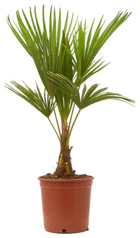 Verdecora Palmera Palmito Arbóreo en maceta 4L | Trachycarpus fortunei | Palmera Resistente al Frío y de Crecimiento Elegante | Ideal para Jardín, Terraza o Patio