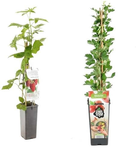Grosellero y Frambueso Naturales: Plantas Productoras de Bayas del Bosque