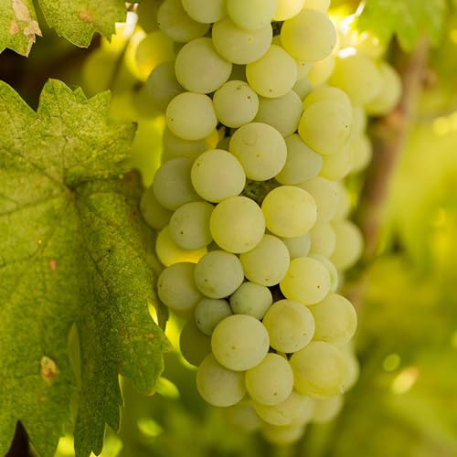 Weinrebe Lakemont 2L - Die Cluster sind groß und mittelgroß