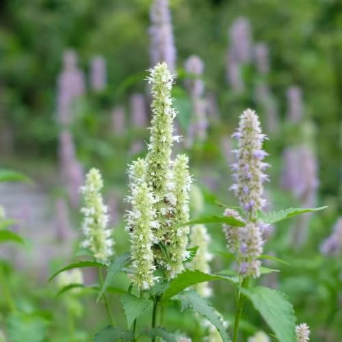 Semi di ortica profumata - resistenti per giardini rocciosi prodotti sostenibili giardino balcone per giardinieri verdi coltivazione di 250pcs
