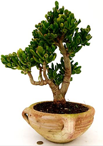 POWERS TO FLOWERS - CRASSULA OVATA HOBBIT BONSAI XXL, ALBERO DI GIADA, IN VASO TERRACOTTA DECORATO, VASO 30CM DIAMETRO, pianta vera