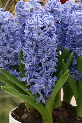 5 Bulbi di Giacinto Blu | Giacinto Delf Blue | Dimensione 15/16 cm | Fioritura Primaverile | Bulbi autunnali | spedito da Italia | MY PLANTIS