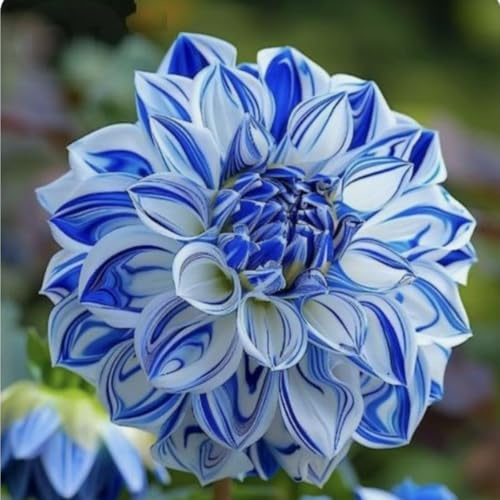 Rizoma de dalia perenne,Decuado para plantar al aire libre, Diseño de paisaje, Plantación Primavera y otoño-4 Rizomas-d