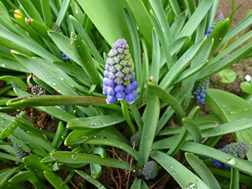 Blumenzwiebeln Muscari Traubenhyazinthe armeniacum (50 Zwiebeln)