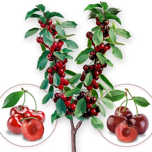 Árbol frutal - Dúo peral - Williams/Santa Maria - Adecuado para balcones, terrazas y jardines pequeños - Adecuado para macetas y jardines (1 peral dúo) (Dúo cereza)