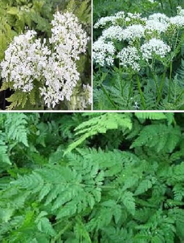 Sweet Cicely Myrrhis Odonata 25+ Seeds