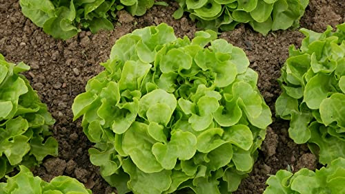 Oakleaf Leaf Lettuce Seeds – 1000+ Heirloom Seeds per Packet by Isla’s Garden Seeds, Tender Loose-Leaf Greens, Fast Harvest for Salads, Containers & Home Gardens, Gift Idea