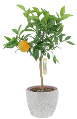 KENTIS - Citrus Clementina - Mandarancio - Piante da Frutto Vere da Esterno - Agrumi Piante da Balcone - H 70-80 cm Ø 20 cm