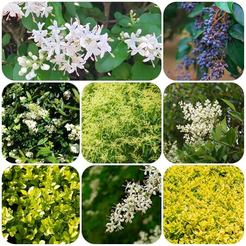 semi di ligustro - perenni resistenti esterno decorazione da giardino 150pcs