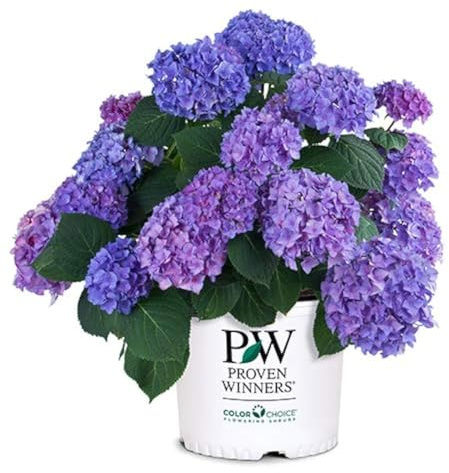2 Gallon Proven Winners Hydrangea Let’s Dance Rhythmic Blue Shrub