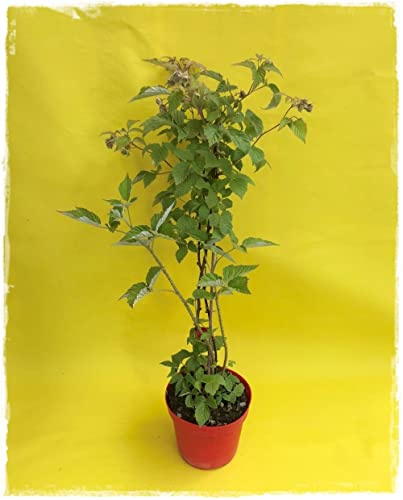 Plante de framboise rouge rejetant 'Himbo Top' en pot Ø 14 cm - H 50/60 cm