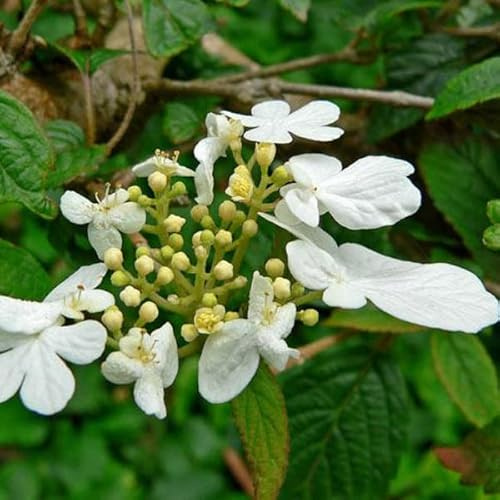 Schneeball 'Summer Snowflake' - Viburnum plicatum 'Summer Snowflake' - 30-40 cm Topf - Blühender Gartenstrauch