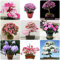rhododendron pflanze samen - japanische azalee winterhart - mix blumenmischung ausgefallene geschenke bio saatgut garten geschenke für männer saat 200 Stück