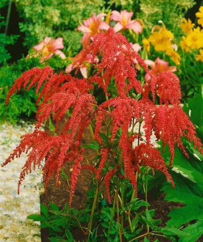 Astilbe thunbergii 'Rote Straußenfeder' 9x9 cm Topf – Winterhart, Mehrjährig, Pflegeleicht – Prachtspiere – Staude für Schattenbeet & Rabatte