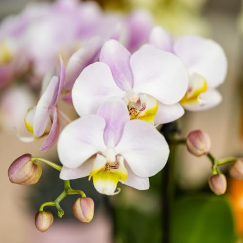 Rosa Orchidee - Portugal - Phalaenopsis im Ziertopf Mosa - 25-45cm - Ø9cm - Zimmerpflanze - Komplett-Set - Pflanze mit Topf - Orchideen