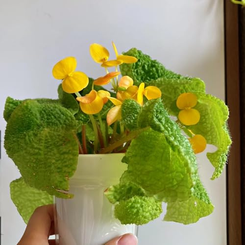 begoniensamen - winterhart mehrjährig garten 180pcs