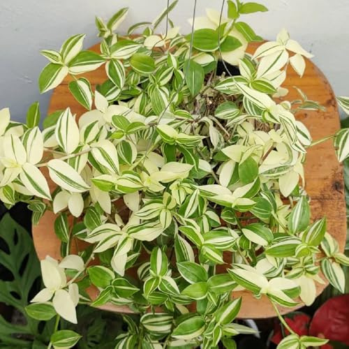 bonsai dreimasterblume balkonpflanzen winterhart mehrjährig dreimasterblume zimmerbonsai hängepflanzen, zaun deko vines winterharte 85samen
