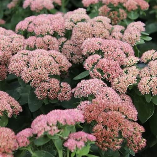 6x Hohe Fetthenne 'Herbstfreude' - Sedum ‘Herbstfreude’ - Topf 9x9cm
