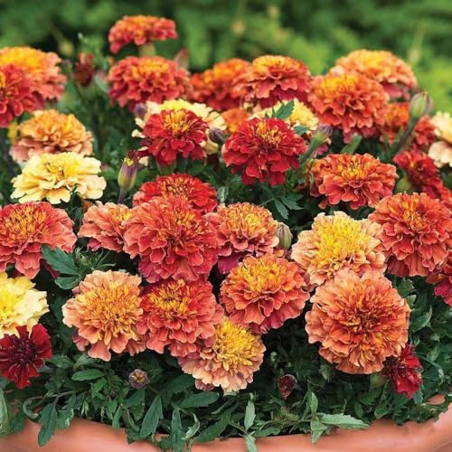 semi di tagete - biologici esterno giardino Vecchie varietà 250pcs