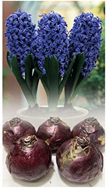 GARTHWAITE NURSERIES® : - UK Stockist : - 3 Prepared Indoor Hyacinth Bulbs Ostara Blue Highly Fragrant