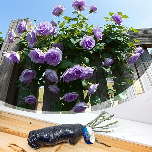 Rosier grimpante violette « Indigoletta » - Superbe grimpeur rustique pour bordures de jardin, allées et jardins verticaux