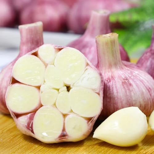 5zwiebeln knoblauch, nachhaltige geschenke pflanzknoblauch exotische bodendecker winterhart küchenkräuter