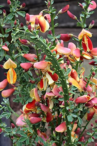 Cytisus scoparius Fantasy - Edelginster Fantasy