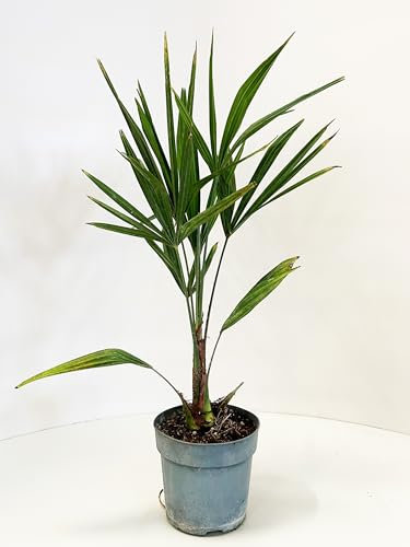 Palma Chamaerops Excelsa - Trachycarpus fortunei - pianta vera - vaso 21 - Pianta da esterno o interno
