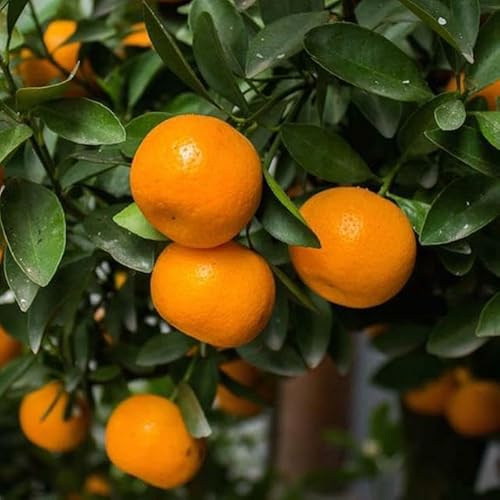 2 Clementine Mandarin Trees - 2-5 Inch Tall Live Plants - Potted Orange Fruit Seedlings - Citrus x Clementina - (2 Pack)