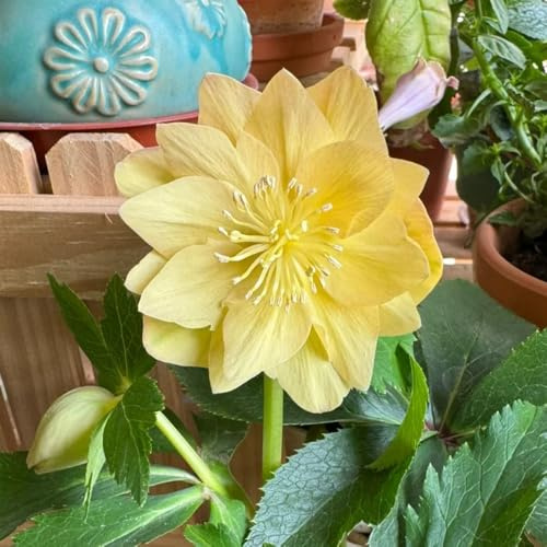 christrosen winterhart - balkon garten mehrjährig 120samen